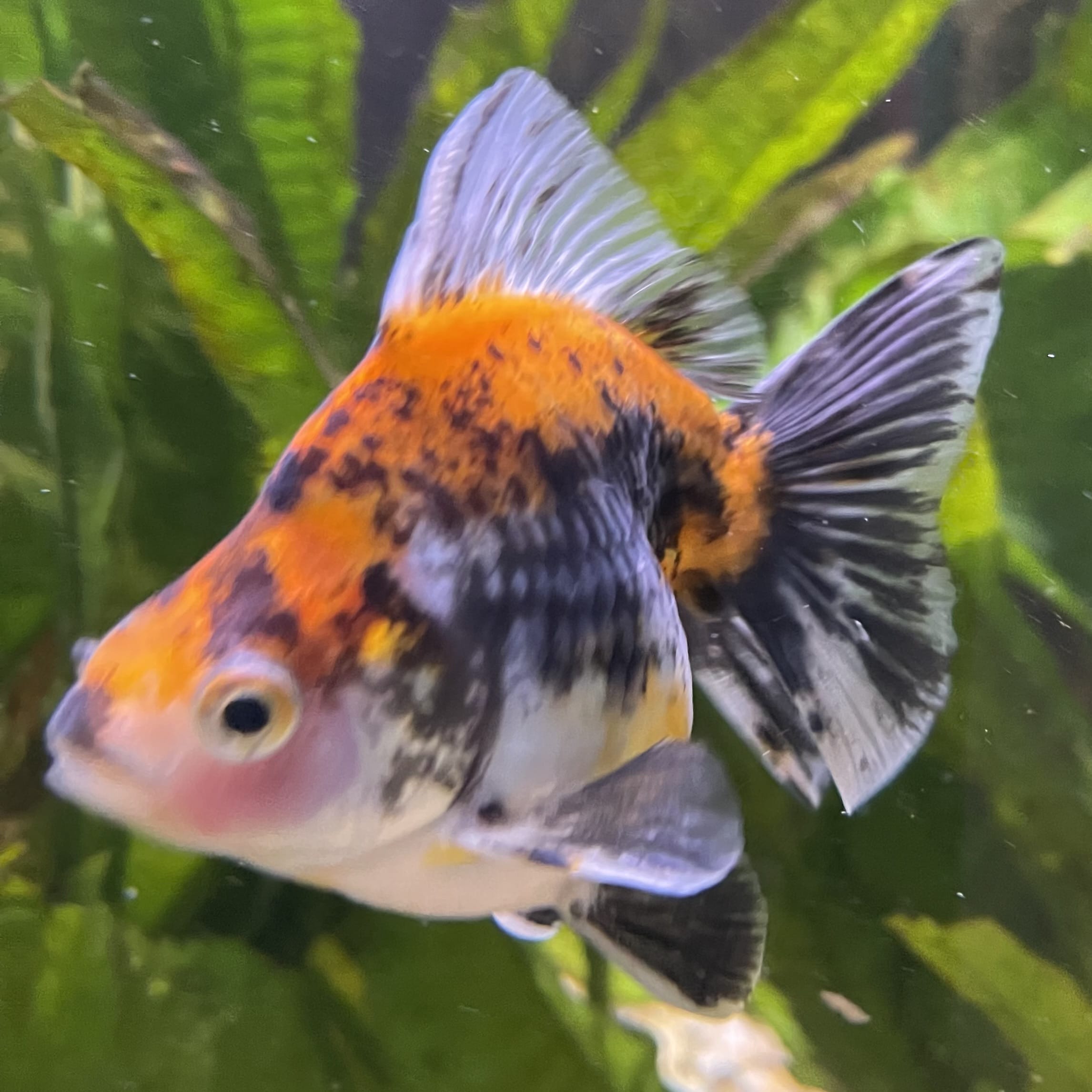 the-fish-farm Goldfish 9cm Ryukin Goldfish - Calico one only - 3 Buy Calico Ryukin Goldfish from The Fish Farm Australia