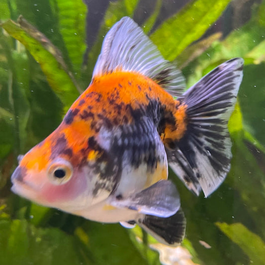 the-fish-farm Goldfish 9cm Ryukin Goldfish - Calico one only - 3 Buy Calico Ryukin Goldfish from The Fish Farm Australia