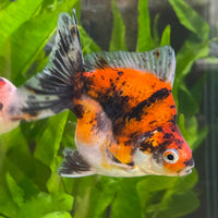 the-fish-farm Goldfish 9cm Ryukin Goldfish - Calico one only - 3 Buy Calico Ryukin Goldfish from The Fish Farm Australia