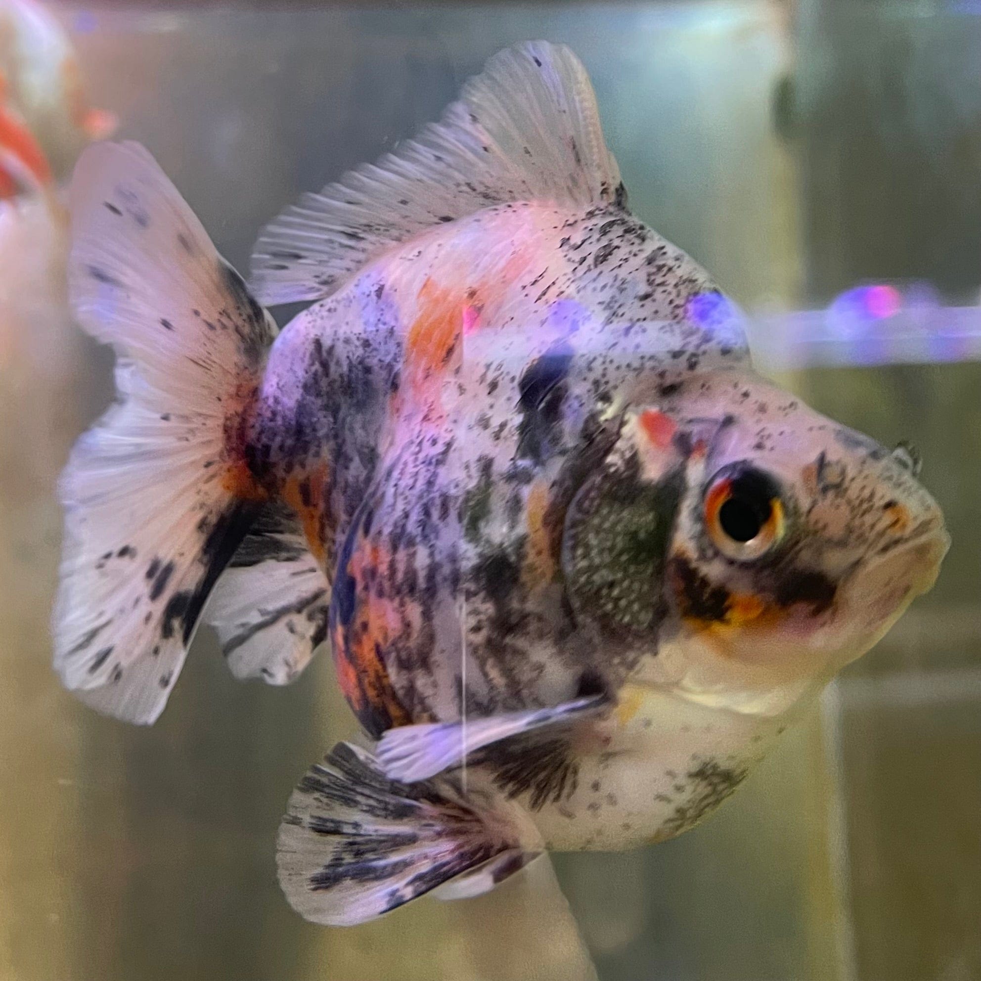 the-fish-farm Goldfish 9cm Ryukin Goldfish - Calico one only - 4 Buy Calico Ryukin Goldfish from The Fish Farm Australia