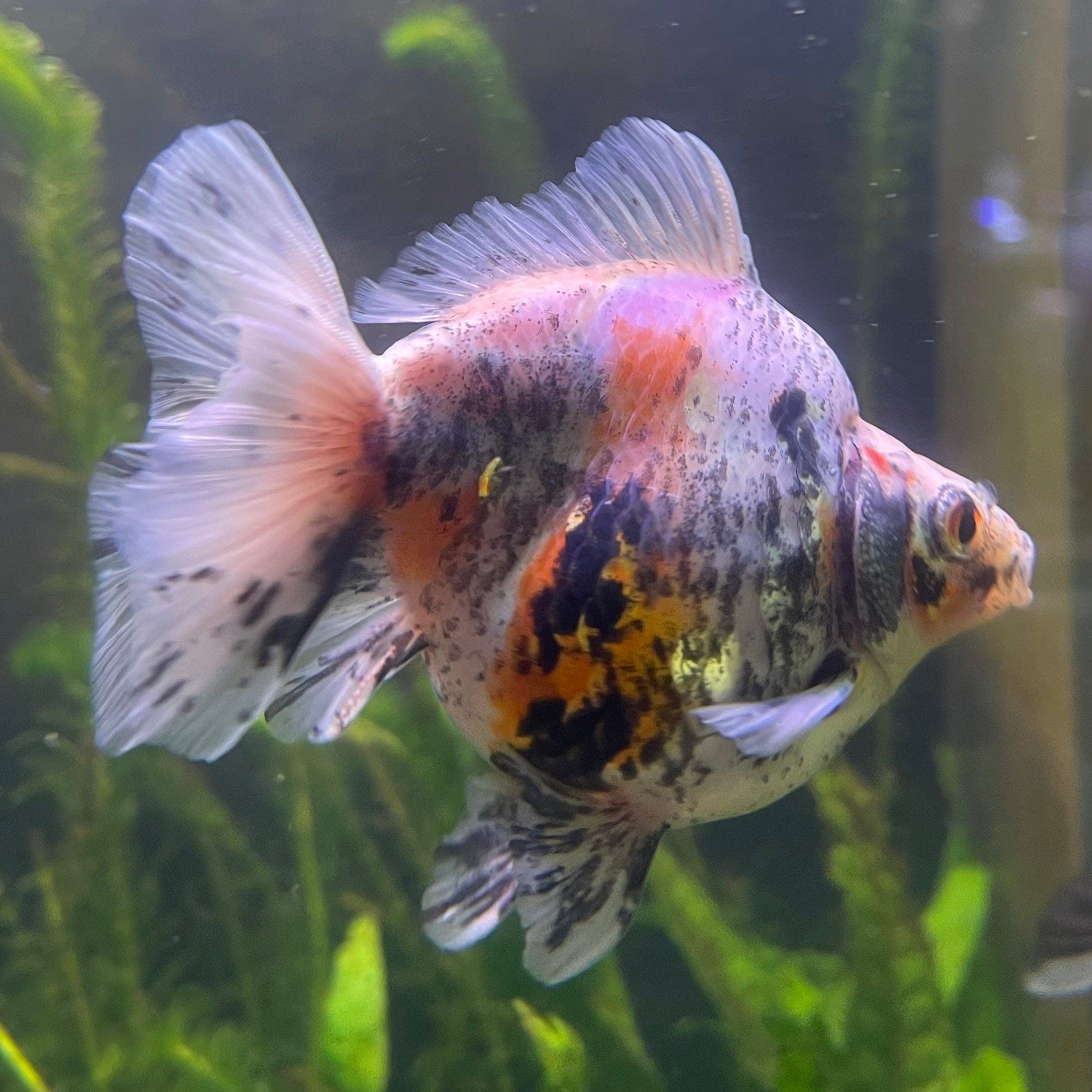 the-fish-farm Goldfish 9cm Ryukin Goldfish - Calico one only - 4 Buy Calico Ryukin Goldfish from The Fish Farm Australia