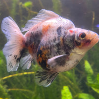 the-fish-farm Goldfish 9cm Ryukin Goldfish - Calico one only - 4 Buy Calico Ryukin Goldfish from The Fish Farm Australia