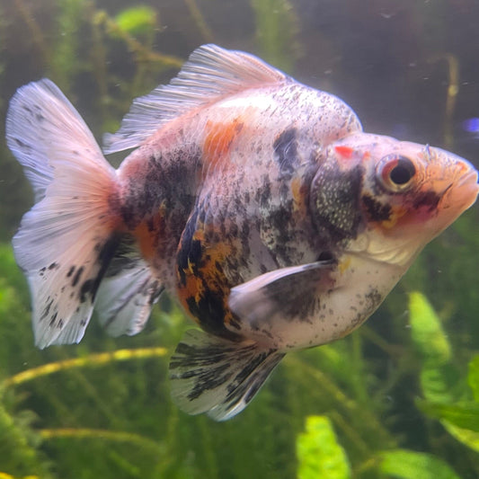 the-fish-farm Goldfish 9cm Ryukin Goldfish - Calico one only - 4 Buy Calico Ryukin Goldfish from The Fish Farm Australia