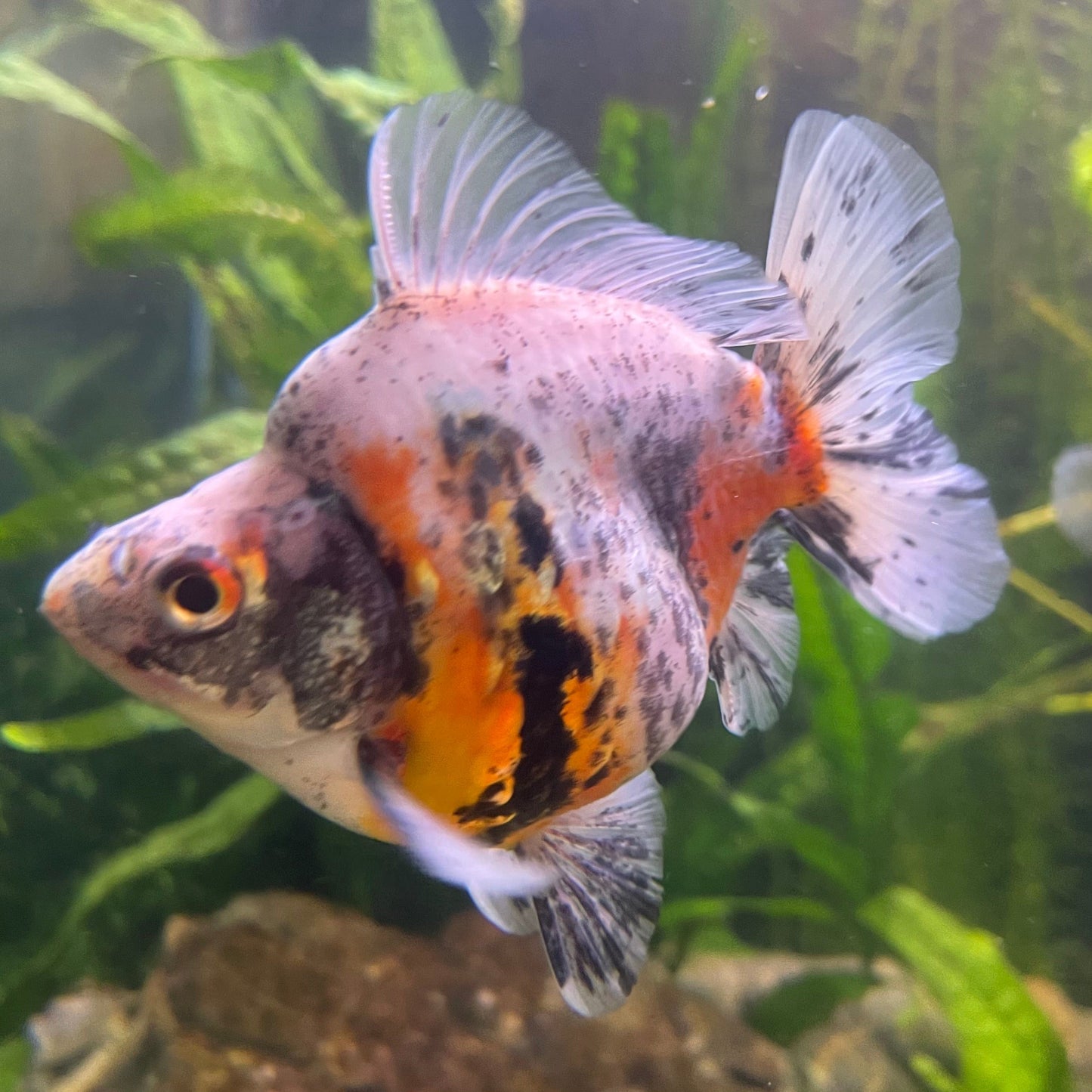 the-fish-farm Goldfish 9cm Ryukin Goldfish - Calico one only - 4 Buy Calico Ryukin Goldfish from The Fish Farm Australia