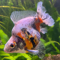 the-fish-farm Goldfish 9cm Ryukin Goldfish - Calico one only - 4 Buy Calico Ryukin Goldfish from The Fish Farm Australia