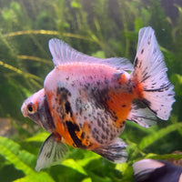 the-fish-farm Goldfish 9cm Ryukin Goldfish - Calico one only - 4 Buy Calico Ryukin Goldfish from The Fish Farm Australia