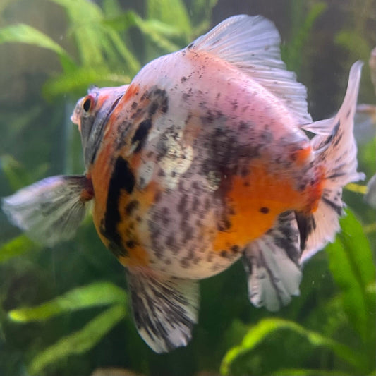 the-fish-farm Goldfish 9cm Ryukin Goldfish - Calico one only - 4 Buy Calico Ryukin Goldfish from The Fish Farm Australia