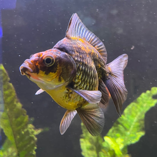 the-fish-farm Goldfish 9cm Ryukin Goldfish - Calico one only - 4 Buy Calico Ryukin Goldfish from The Fish Farm Australia