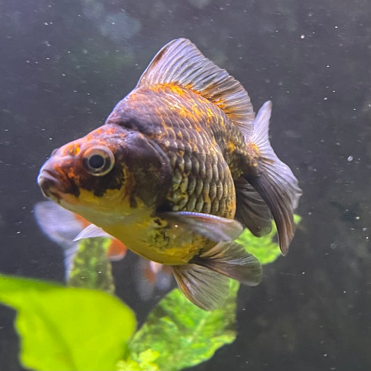 the-fish-farm Goldfish 9cm Ryukin Goldfish - Calico one only - 4 Buy Calico Ryukin Goldfish from The Fish Farm Australia