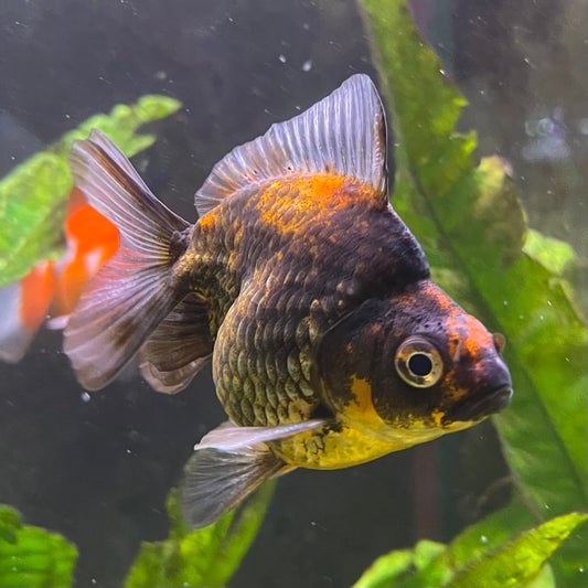 the-fish-farm Goldfish 9cm Ryukin Goldfish - Calico one only - 4 Buy Calico Ryukin Goldfish from The Fish Farm Australia