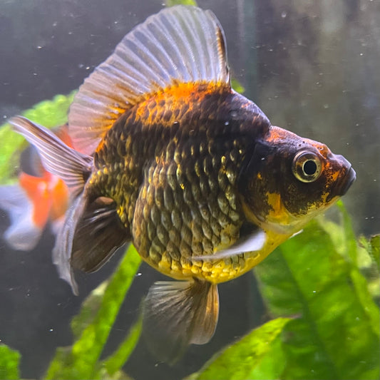 the-fish-farm Goldfish 9cm Ryukin Goldfish - Calico one only - 4 Buy Calico Ryukin Goldfish from The Fish Farm Australia