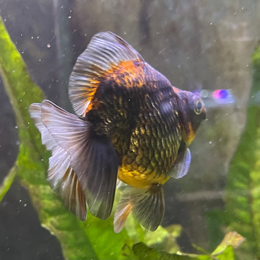 the-fish-farm Goldfish 9cm Ryukin Goldfish - Calico one only - 4 Buy Calico Ryukin Goldfish from The Fish Farm Australia