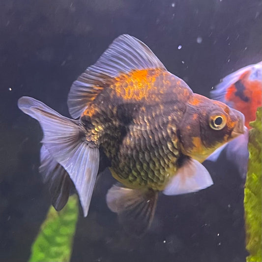the-fish-farm Goldfish 9cm Ryukin Goldfish - Calico one only - 4 Buy Calico Ryukin Goldfish from The Fish Farm Australia
