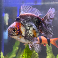 the-fish-farm Goldfish 9cm Ryukin Goldfish - Calico one only - 4 Buy Calico Ryukin Goldfish from The Fish Farm Australia