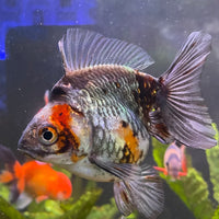 the-fish-farm Goldfish 9cm Ryukin Goldfish - Calico one only - 4 Buy Calico Ryukin Goldfish from The Fish Farm Australia