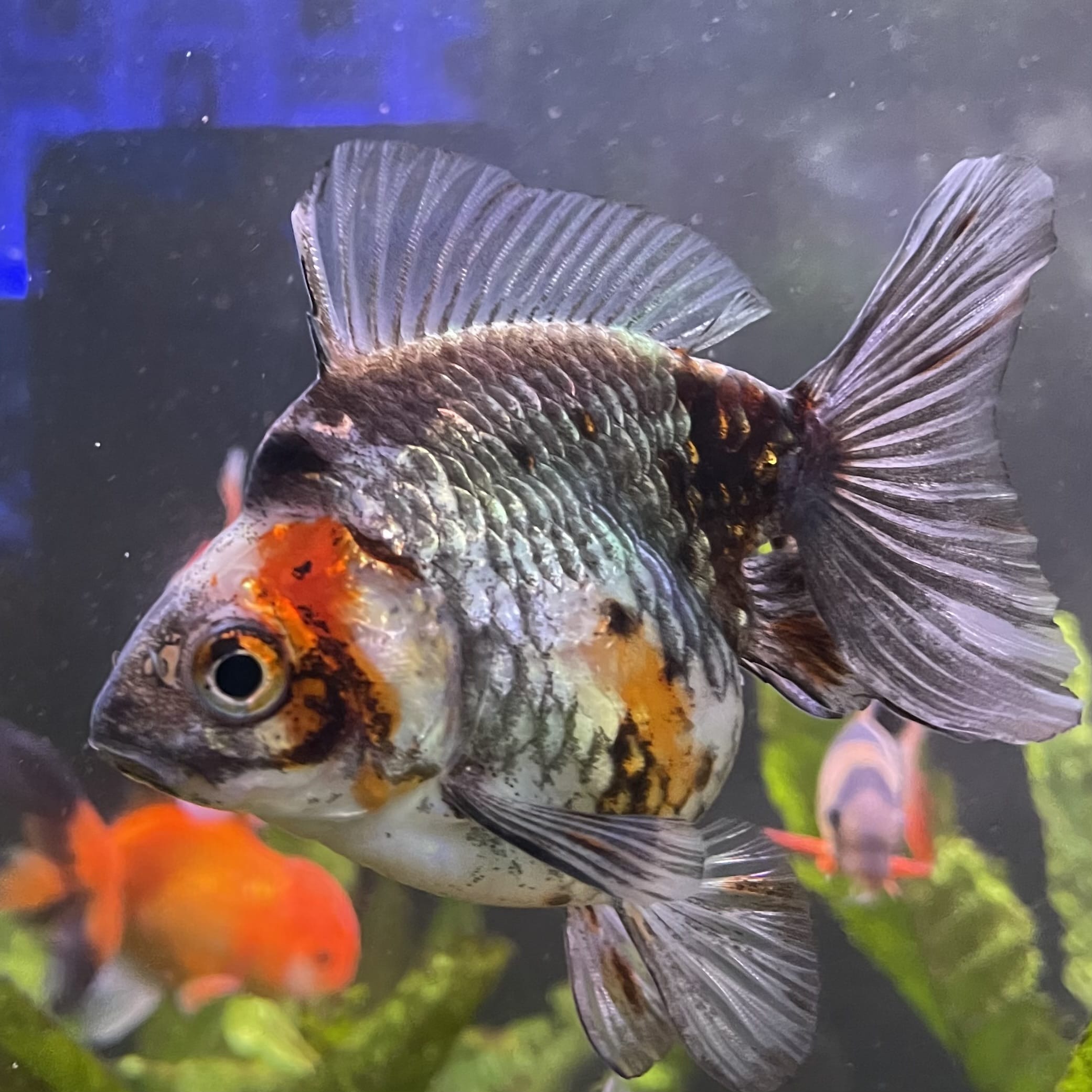 the-fish-farm Goldfish 9cm Ryukin Goldfish - Calico one only - 4 Buy Calico Ryukin Goldfish from The Fish Farm Australia