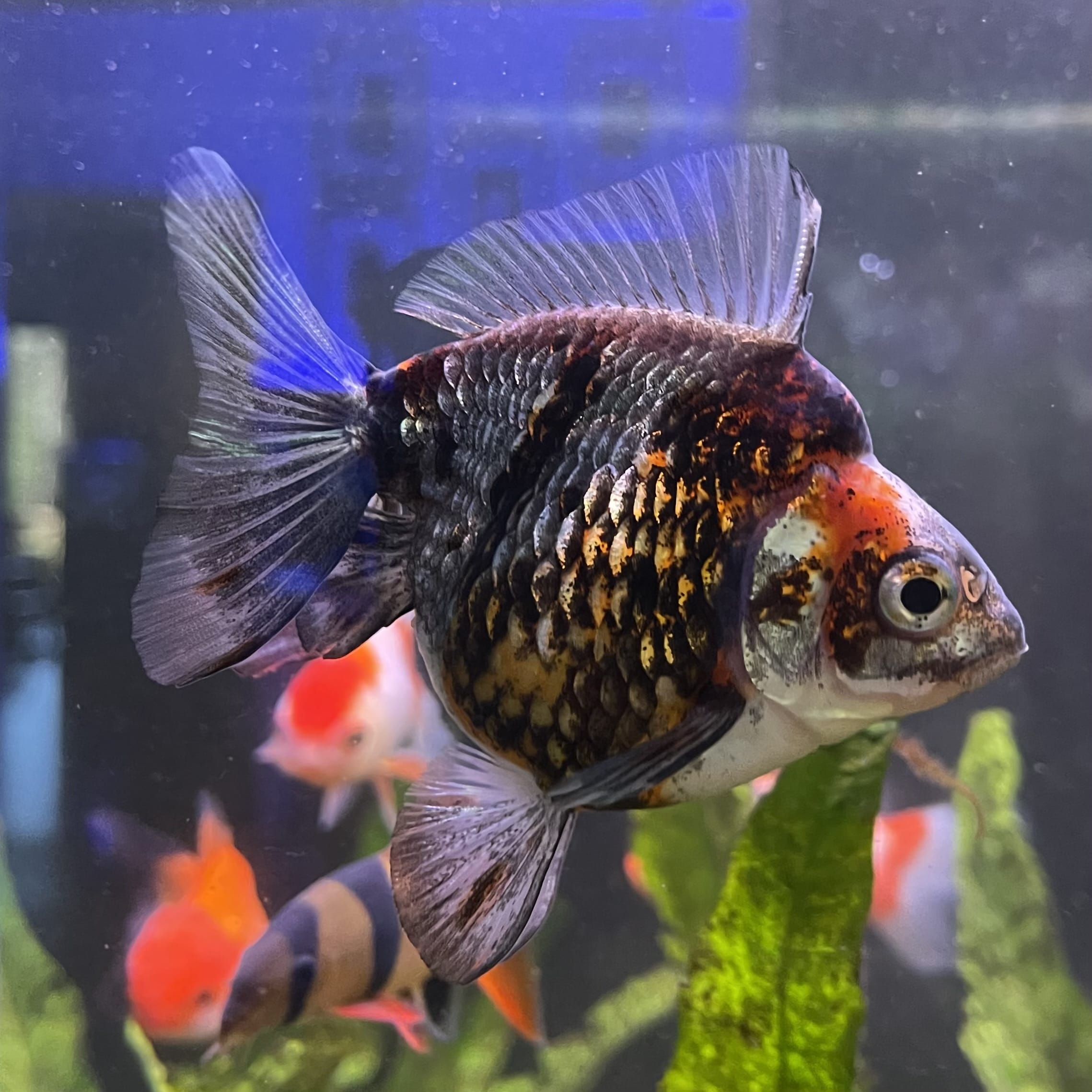 the-fish-farm Goldfish 9cm Ryukin Goldfish - Calico one only - 4 Buy Calico Ryukin Goldfish from The Fish Farm Australia