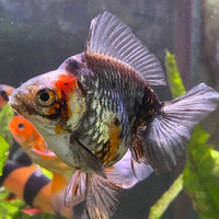 the-fish-farm Goldfish 9cm Ryukin Goldfish - Calico one only - 4 Buy Calico Ryukin Goldfish from The Fish Farm Australia