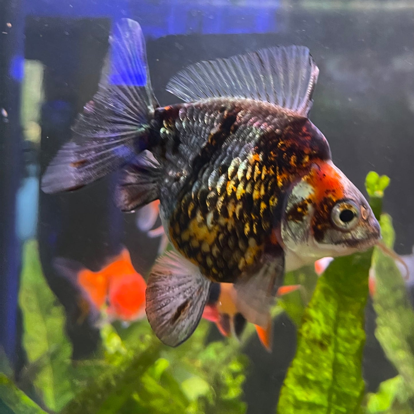 the-fish-farm Goldfish 9cm Ryukin Goldfish - Calico one only - 4 Buy Calico Ryukin Goldfish from The Fish Farm Australia