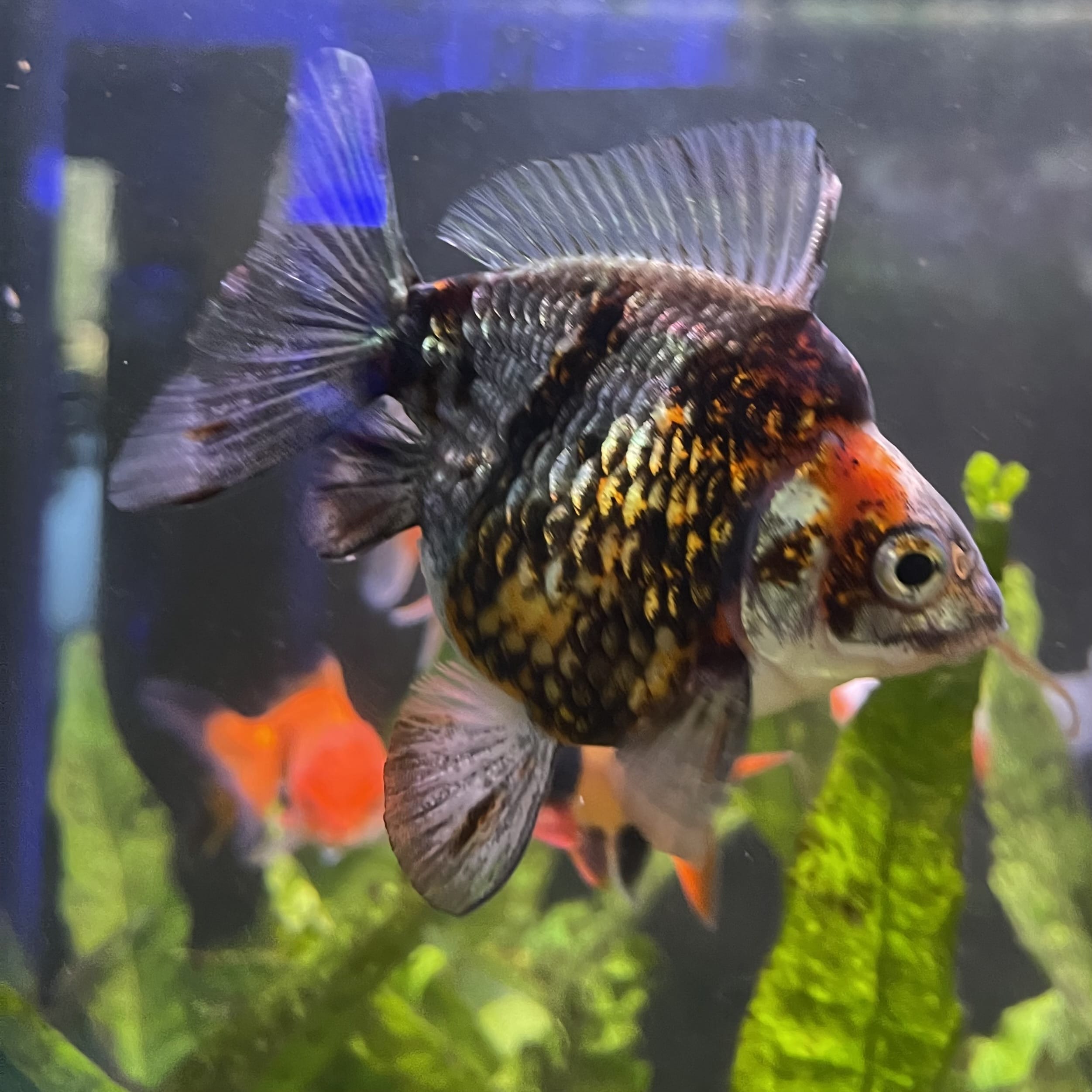 the-fish-farm Goldfish 9cm Ryukin Goldfish - Calico one only - 4 Buy Calico Ryukin Goldfish from The Fish Farm Australia