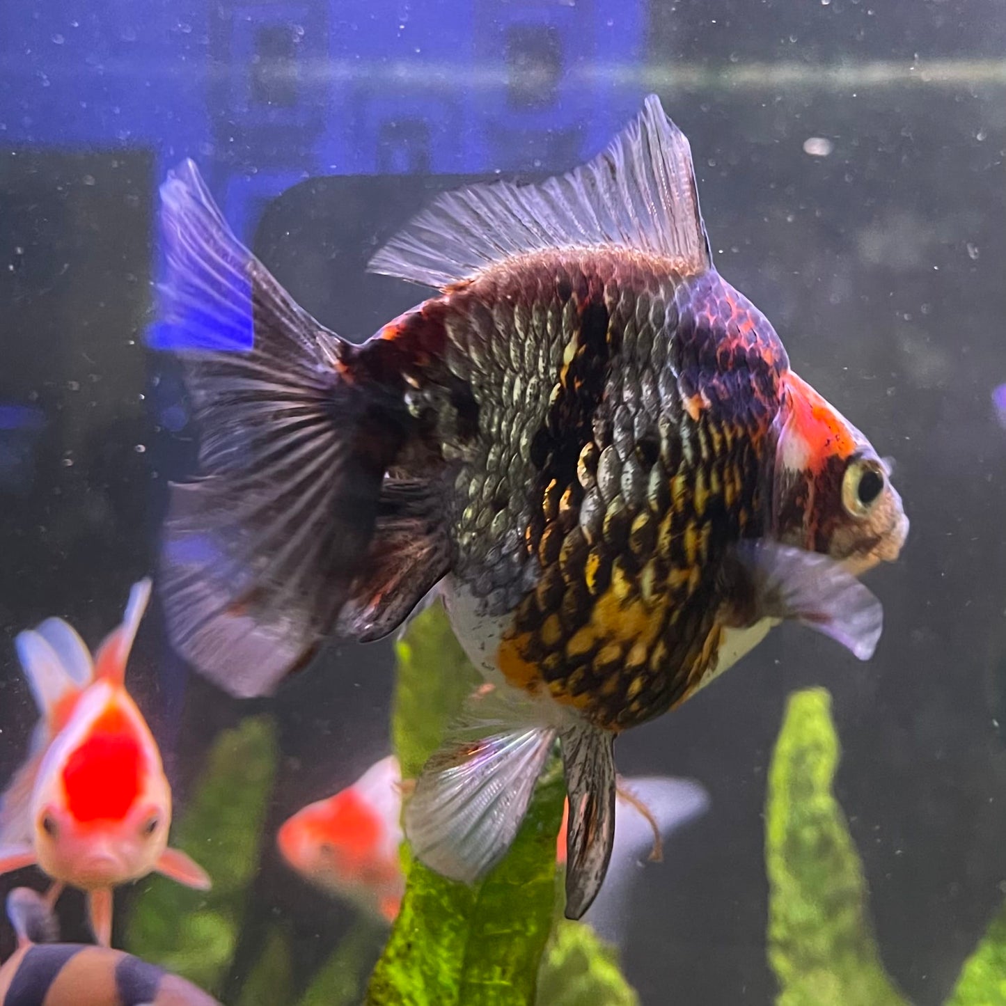 the-fish-farm Goldfish 9cm Ryukin Goldfish - Calico one only - 4 Buy Calico Ryukin Goldfish from The Fish Farm Australia