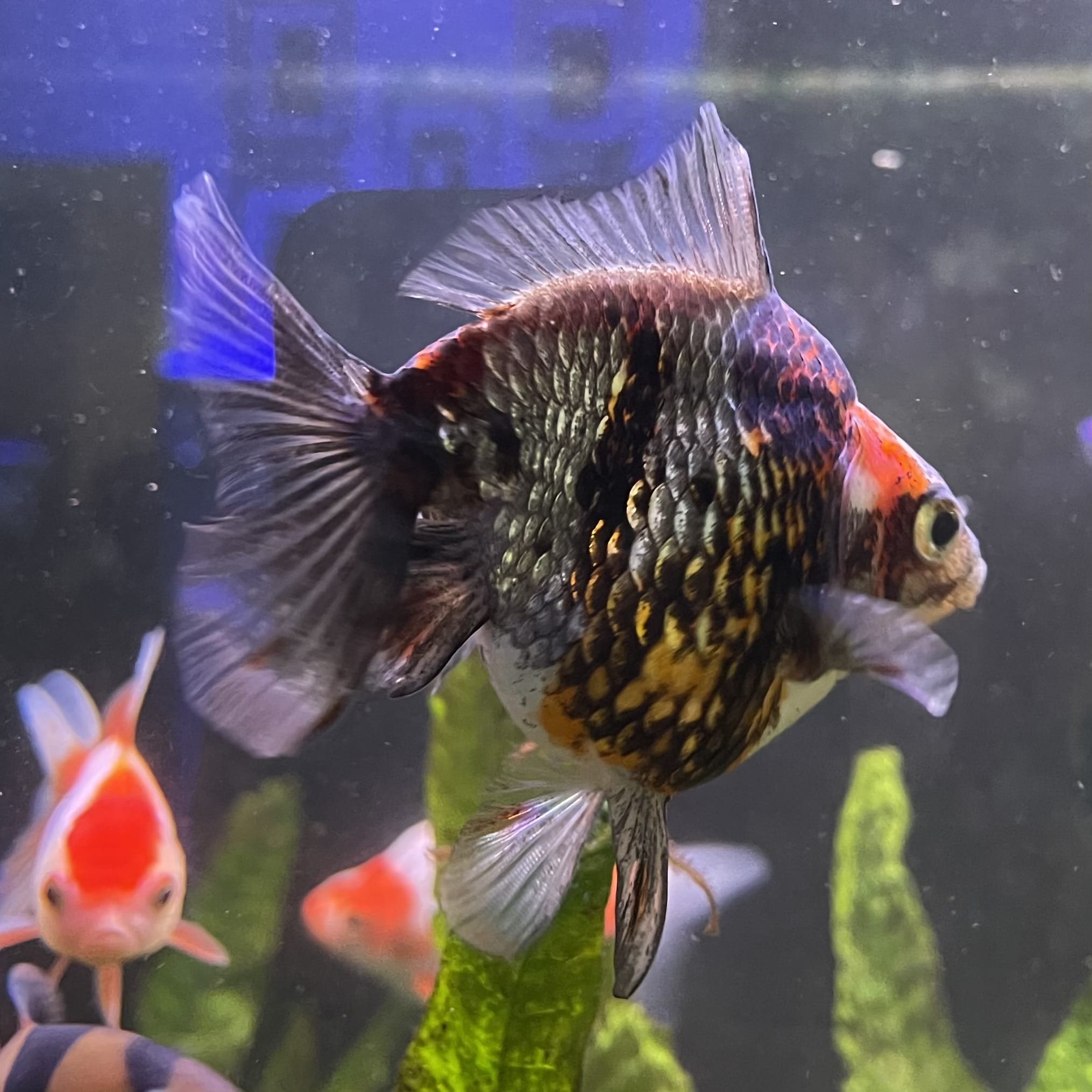 the-fish-farm Goldfish 9cm Ryukin Goldfish - Calico one only - 4 Buy Calico Ryukin Goldfish from The Fish Farm Australia