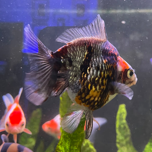 the-fish-farm Goldfish 9cm Ryukin Goldfish - Calico one only - 4 Buy Calico Ryukin Goldfish from The Fish Farm Australia