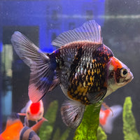 the-fish-farm Goldfish 9cm Ryukin Goldfish - Calico one only - 4 Buy Calico Ryukin Goldfish from The Fish Farm Australia
