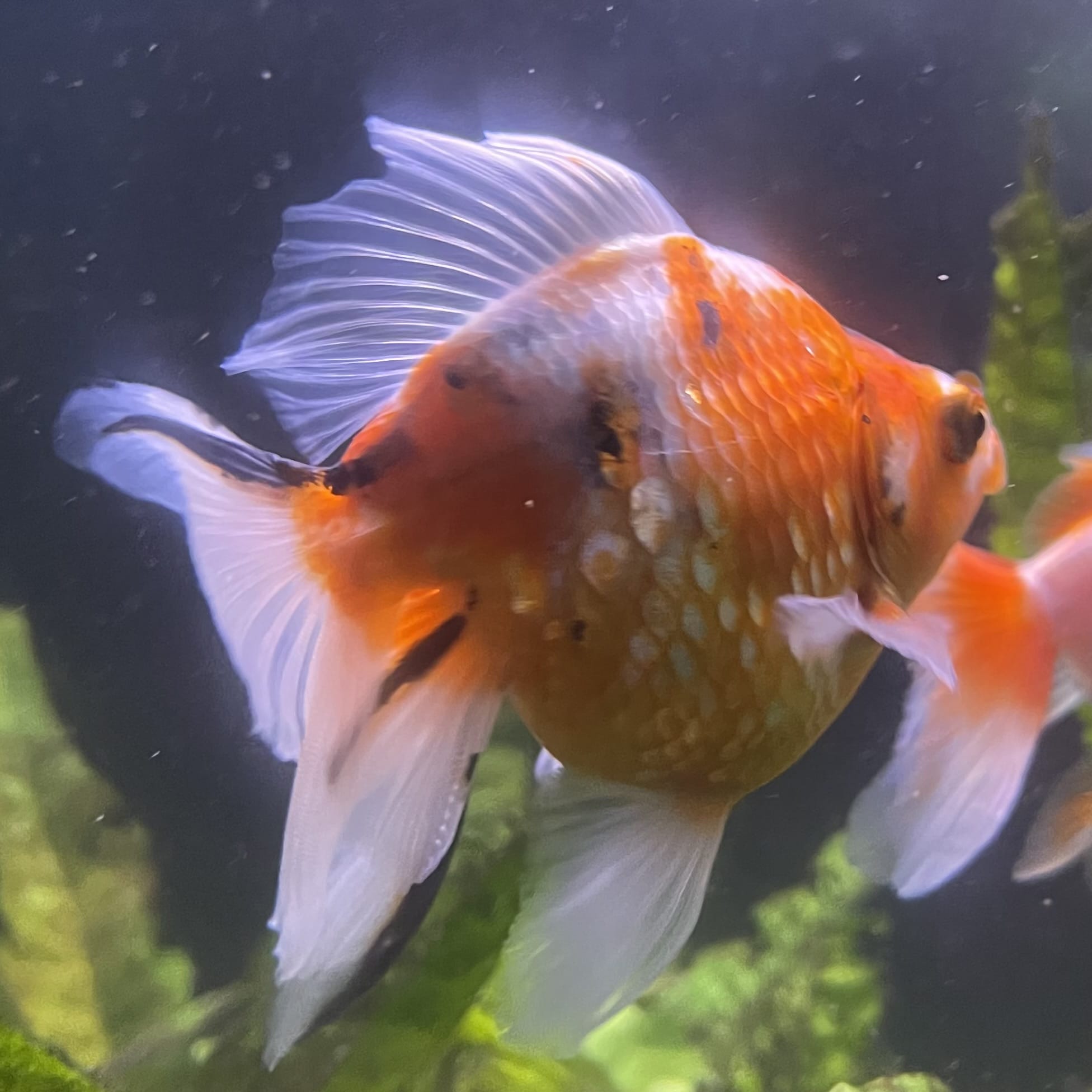 the-fish-farm Goldfish 9cm Ryukin Goldfish - Calico one only - 4 Buy Calico Ryukin Goldfish from The Fish Farm Australia