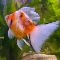 the-fish-farm Goldfish 9cm Ryukin Goldfish - Calico one only - 4 Buy Calico Ryukin Goldfish from The Fish Farm Australia