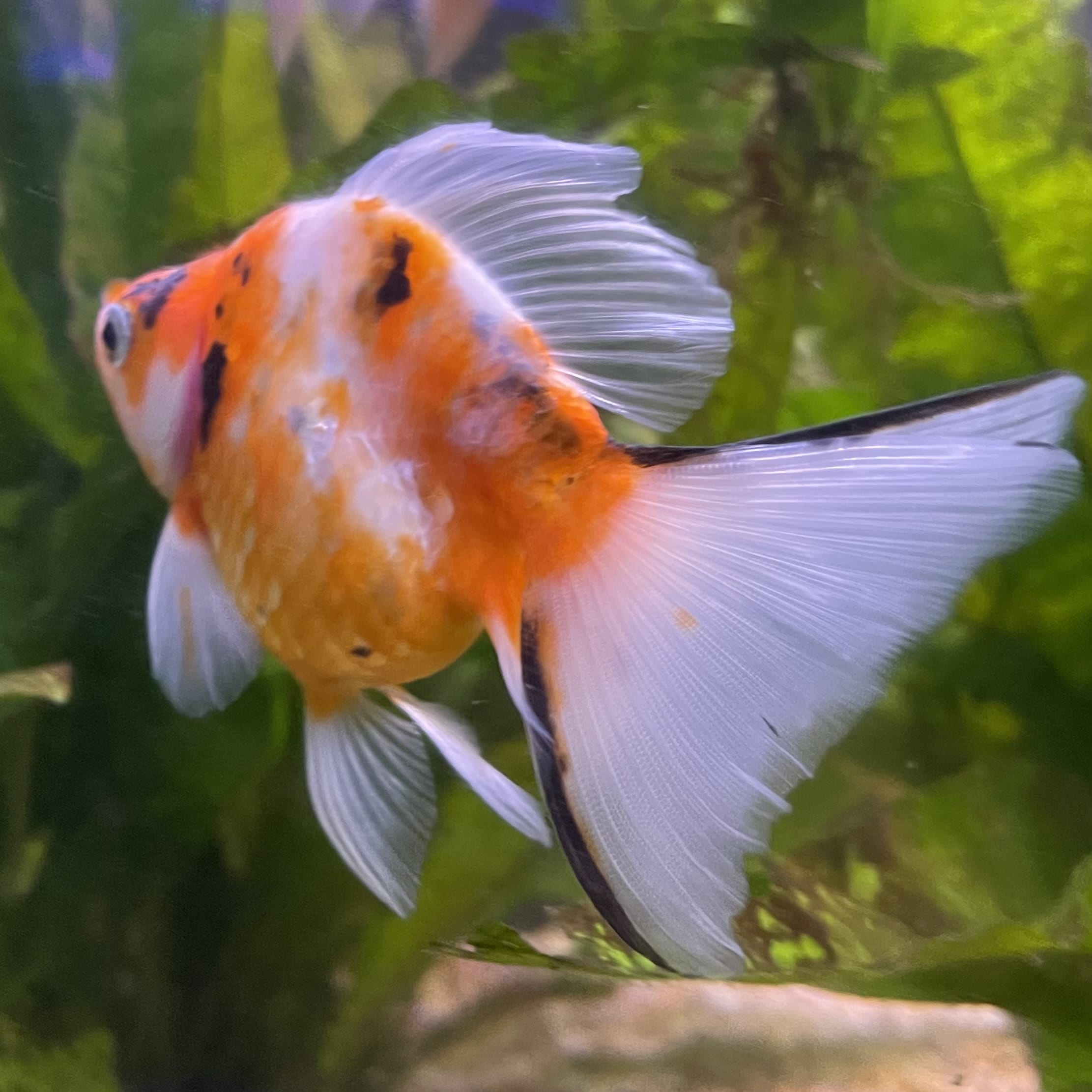 the-fish-farm Goldfish 9cm Ryukin Goldfish - Calico one only - 4 Buy Calico Ryukin Goldfish from The Fish Farm Australia