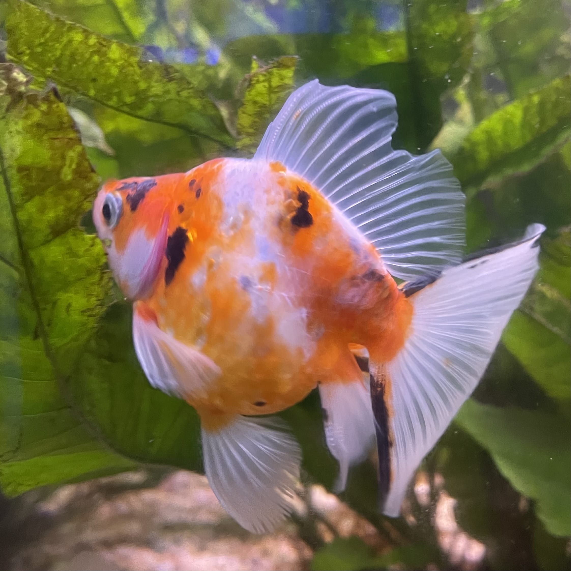 the-fish-farm Goldfish 9cm Ryukin Goldfish - Calico one only - 4 Buy Calico Ryukin Goldfish from The Fish Farm Australia