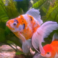 the-fish-farm Goldfish 9cm Ryukin Goldfish - Calico one only - 4 Buy Calico Ryukin Goldfish from The Fish Farm Australia