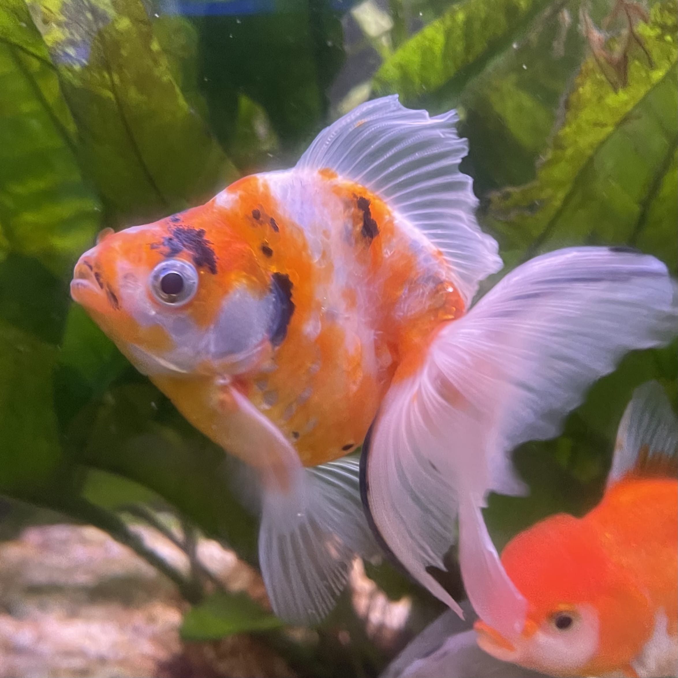 the-fish-farm Goldfish 9cm Ryukin Goldfish - Calico one only - 4 Buy Calico Ryukin Goldfish from The Fish Farm Australia