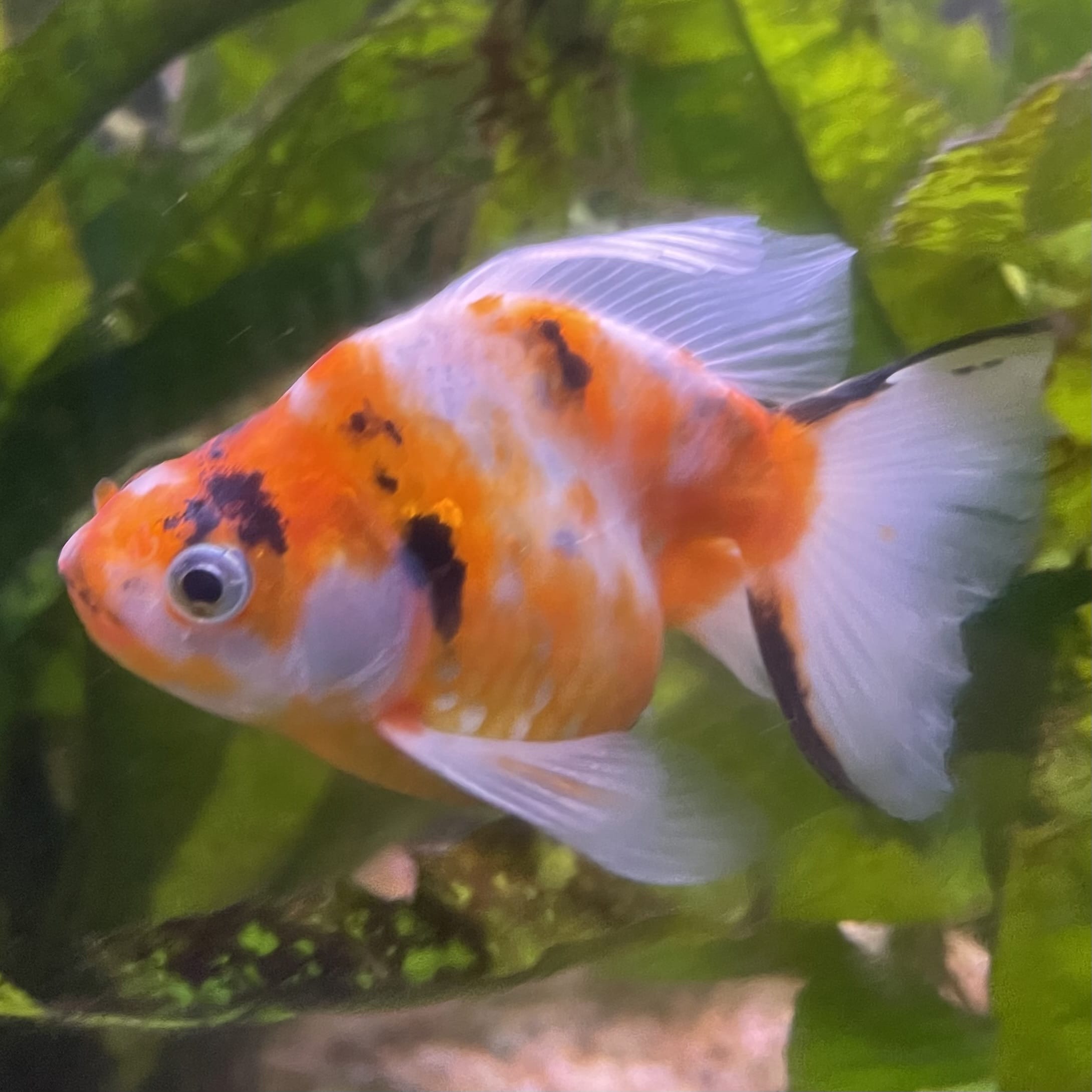 the-fish-farm Goldfish 9cm Ryukin Goldfish - Calico one only - 4 Buy Calico Ryukin Goldfish from The Fish Farm Australia