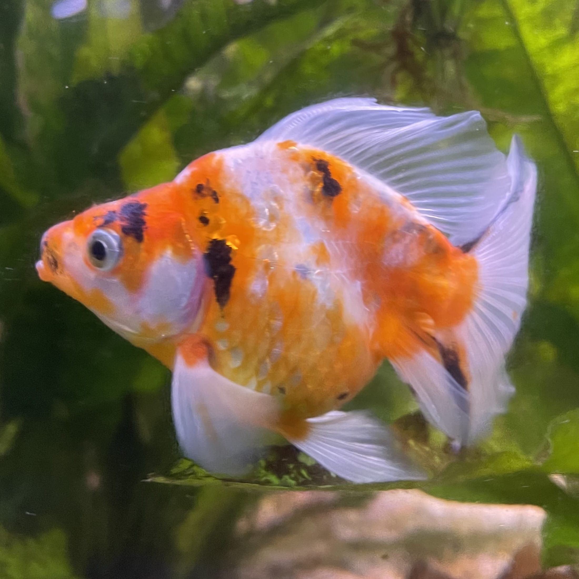the-fish-farm Goldfish 9cm Ryukin Goldfish - Calico one only - 4 Buy Calico Ryukin Goldfish from The Fish Farm Australia