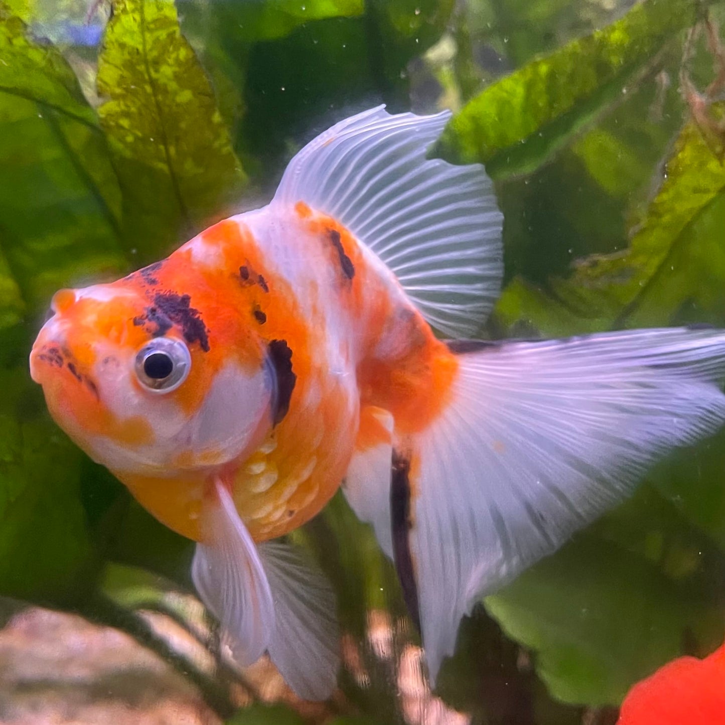 the-fish-farm Goldfish 9cm Ryukin Goldfish - Calico one only - 4 Buy Calico Ryukin Goldfish from The Fish Farm Australia