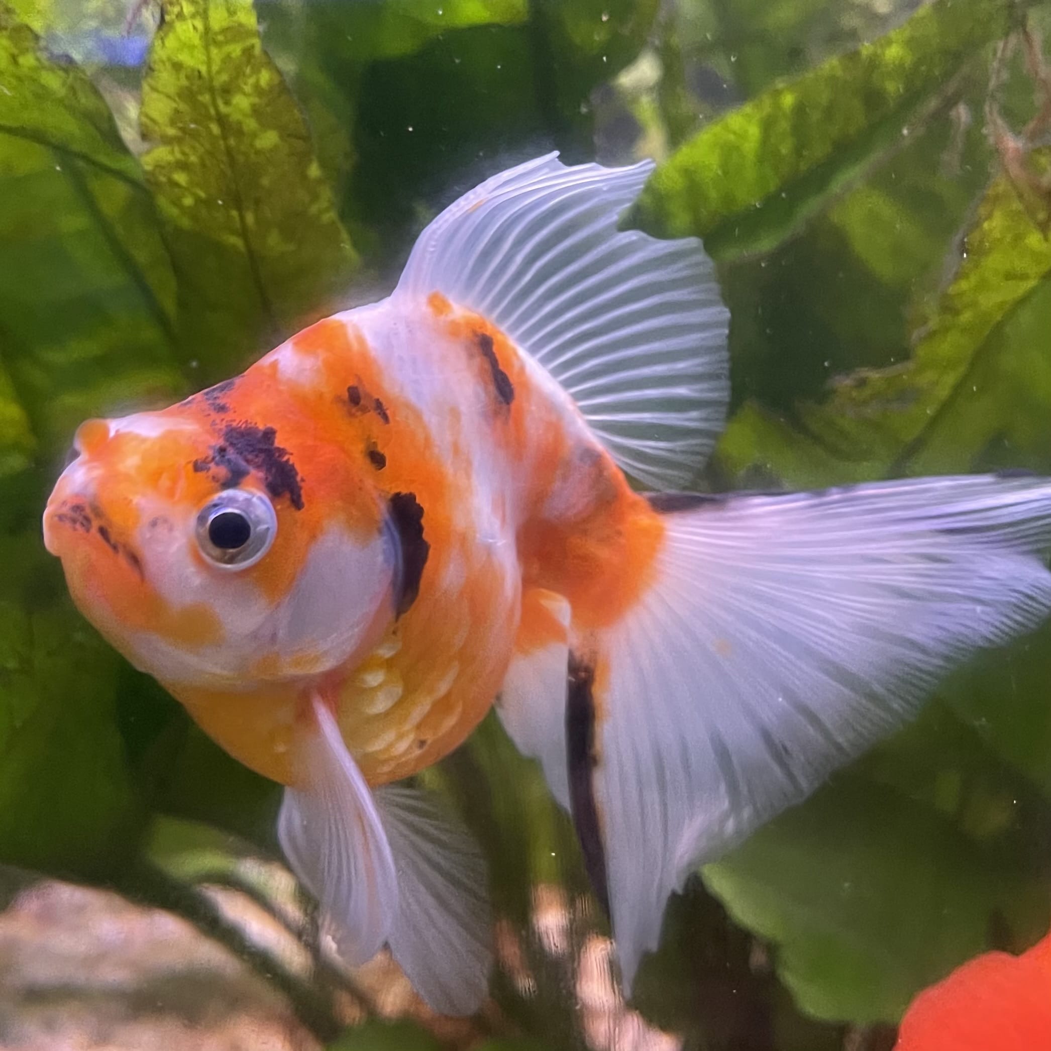 the-fish-farm Goldfish 9cm Ryukin Goldfish - Calico one only - 4 Buy Calico Ryukin Goldfish from The Fish Farm Australia