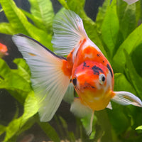 the-fish-farm Goldfish 9cm Ryukin Goldfish - Calico one only - 4 Buy Calico Ryukin Goldfish from The Fish Farm Australia