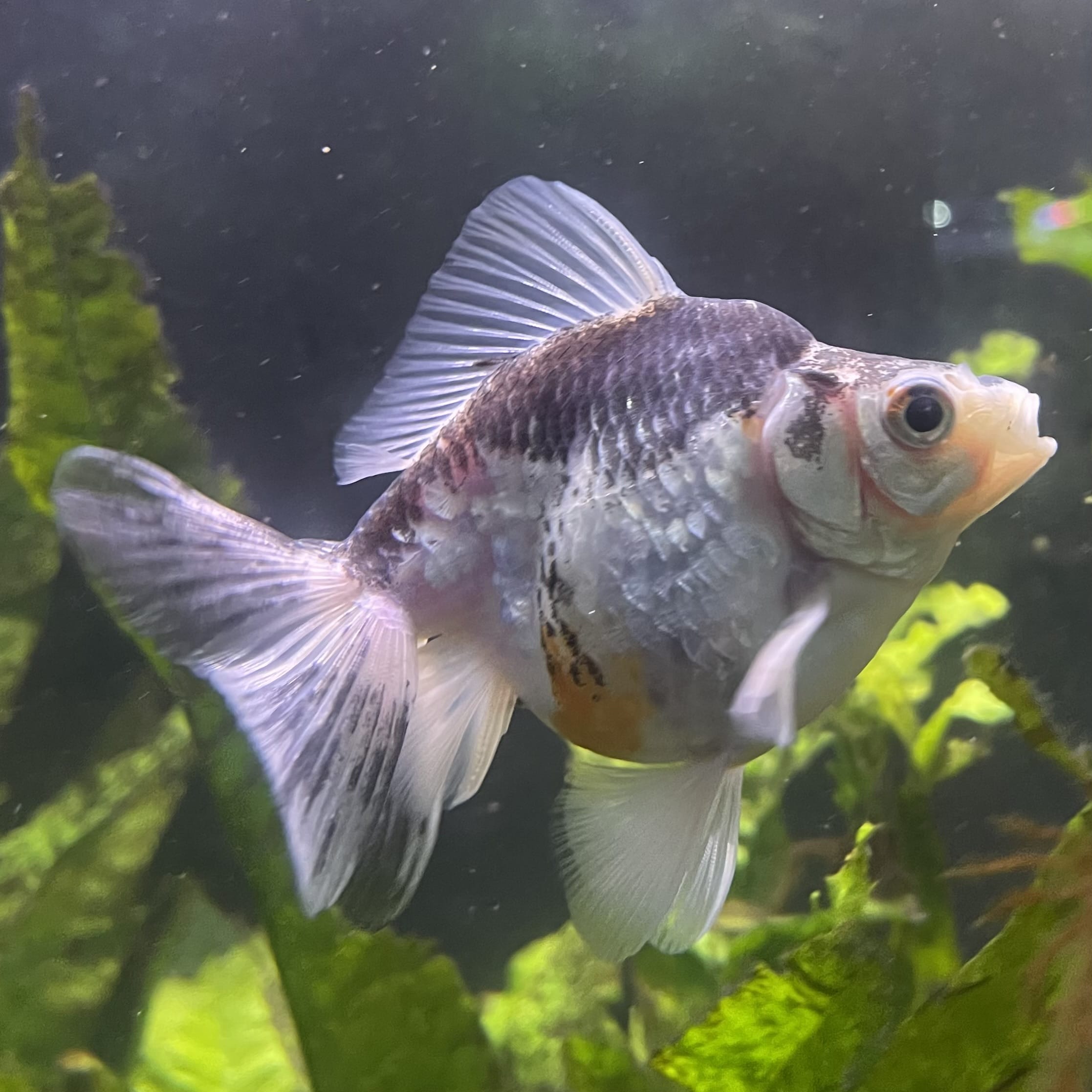 the-fish-farm Goldfish 9cm Ryukin Goldfish - one only - 2 Buy Calico Ryukin Goldfish from The Fish Farm Australia