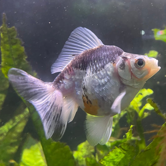 the-fish-farm Goldfish 9cm Ryukin Goldfish - one only - 2 Buy Calico Ryukin Goldfish from The Fish Farm Australia