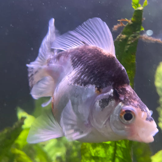 the-fish-farm Goldfish 9cm Ryukin Goldfish - one only - 2 Buy Calico Ryukin Goldfish from The Fish Farm Australia