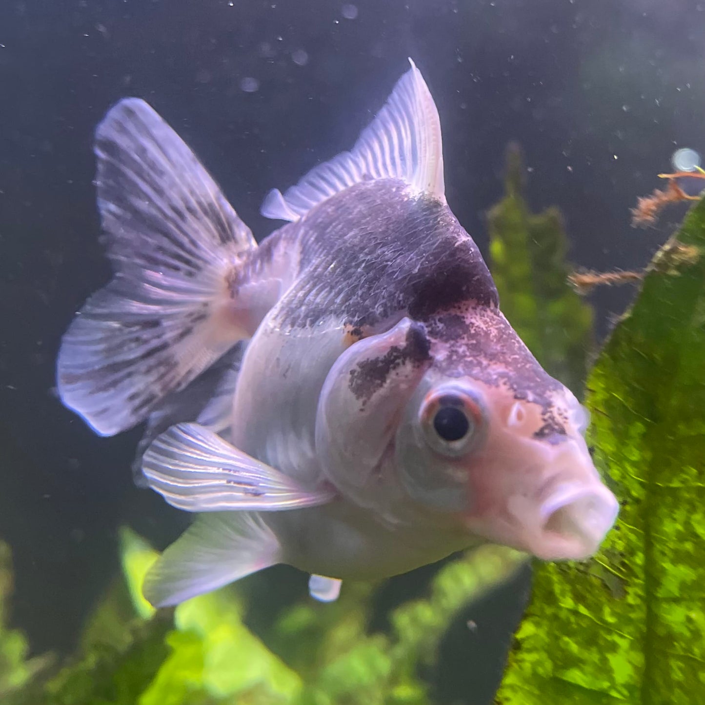 the-fish-farm Goldfish 9cm Ryukin Goldfish - one only - 2 Buy Calico Ryukin Goldfish from The Fish Farm Australia