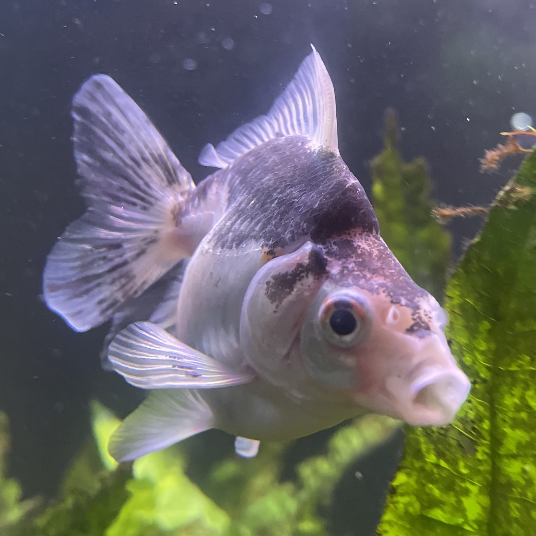 the-fish-farm Goldfish 9cm Ryukin Goldfish - one only - 2 Buy Calico Ryukin Goldfish from The Fish Farm Australia