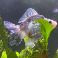 the-fish-farm Goldfish 9cm Ryukin Goldfish - one only - 2 Buy Calico Ryukin Goldfish from The Fish Farm Australia