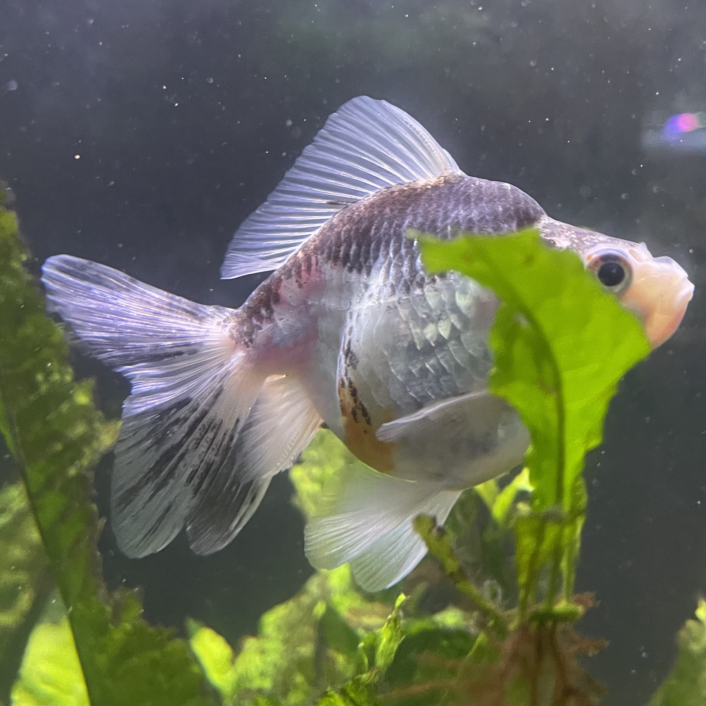 the-fish-farm Goldfish 9cm Ryukin Goldfish - one only - 2 Buy Calico Ryukin Goldfish from The Fish Farm Australia