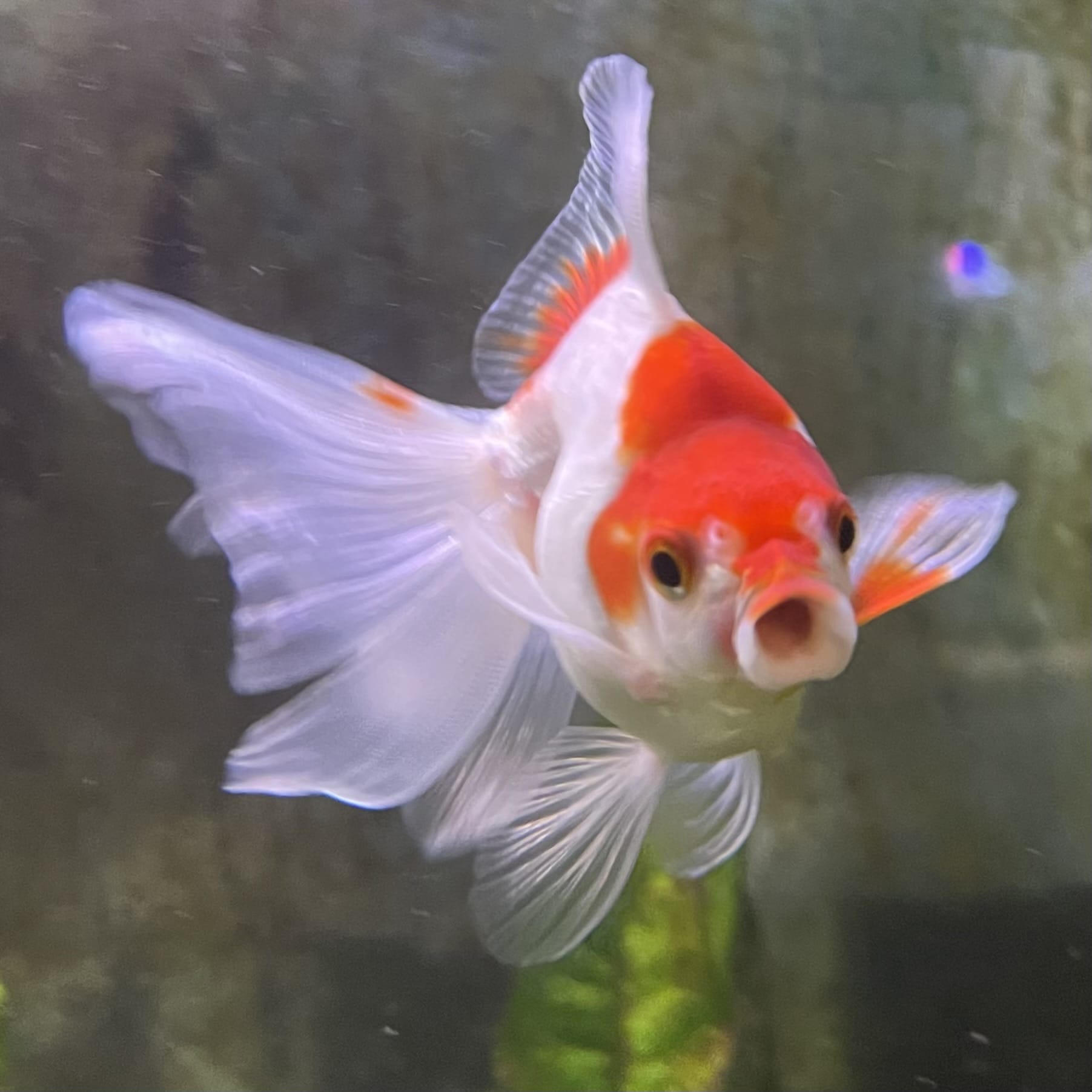 the-fish-farm Goldfish 9cm Ryukin Goldfish - Red & White one only - 1 Red & White Ryukin Goldfish - The Fish Farm
