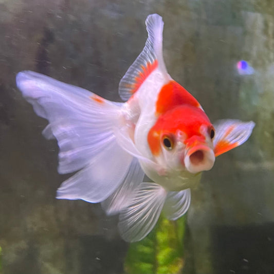 the-fish-farm Goldfish 9cm Ryukin Goldfish - Red & White one only - 1 Red & White Ryukin Goldfish - The Fish Farm