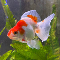 the-fish-farm Goldfish 9cm Ryukin Goldfish - Red & White one only - 1 Red & White Ryukin Goldfish - The Fish Farm
