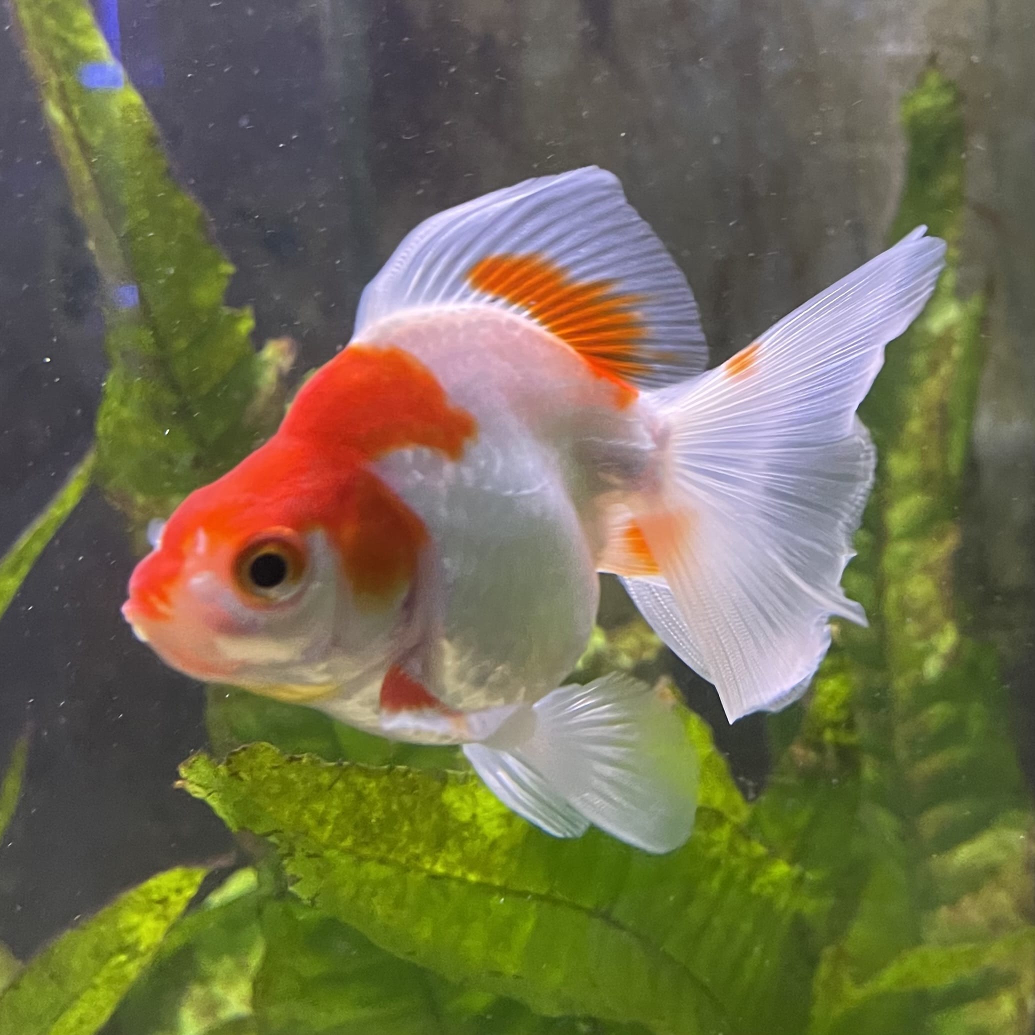 the-fish-farm Goldfish 9cm Ryukin Goldfish - Red & White one only - 1 Red & White Ryukin Goldfish - The Fish Farm